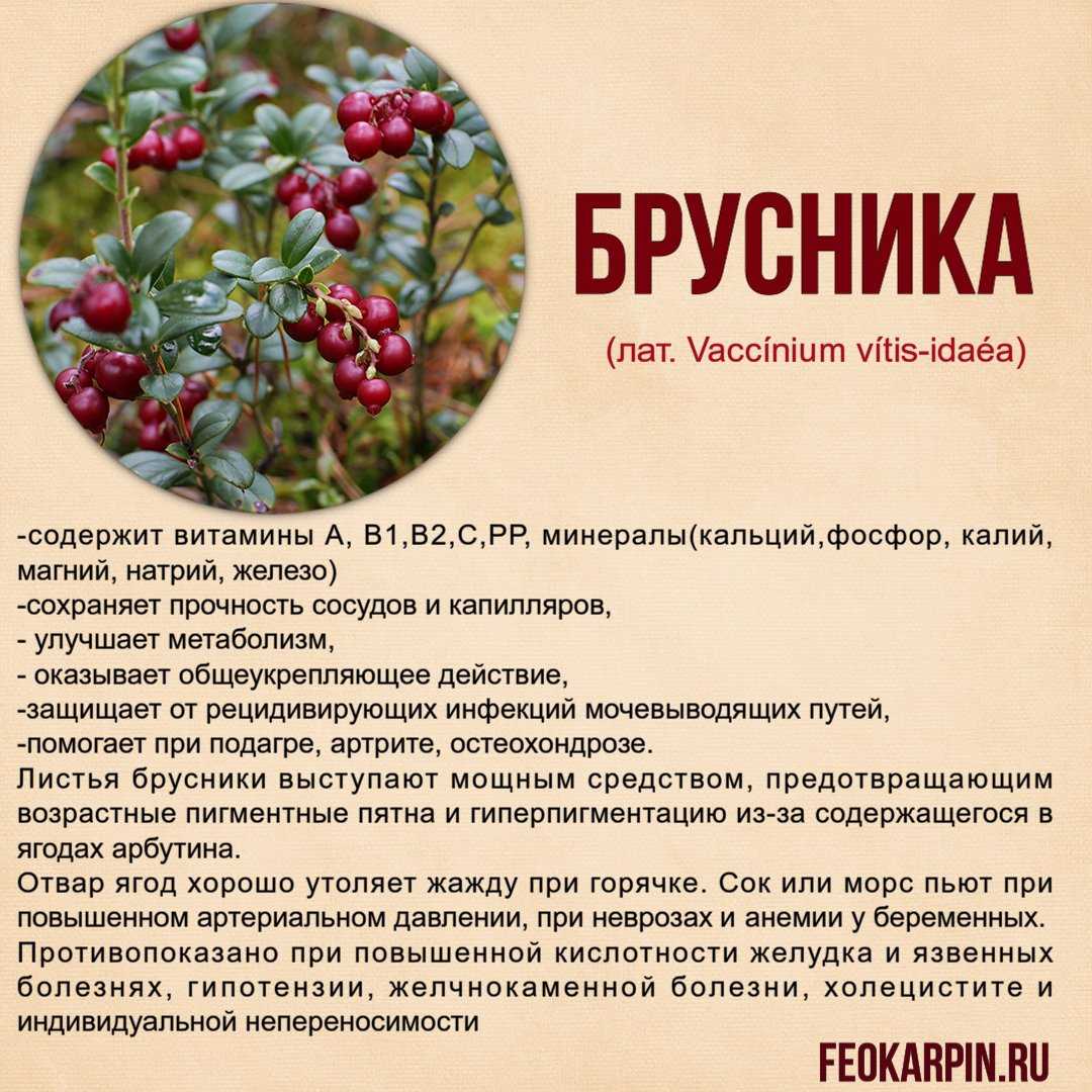 Oglavnomtut.ru.почему её есть каждый день. «зимняя» ягода клюква польза и вред для здоровья - oglavnomtut.ru