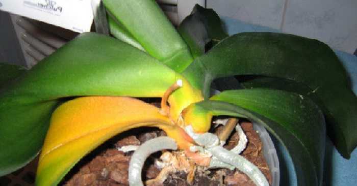 Узнайте, почему желтеет цветонос у орхидеи и что делать с ним дальше
