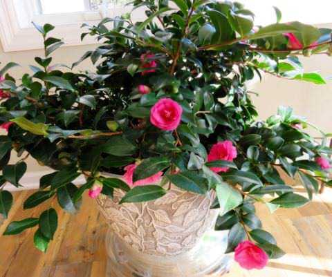 Камелия (camellia japonica). уход и размножение в домашних условиях. | floplants. о комнатных растениях