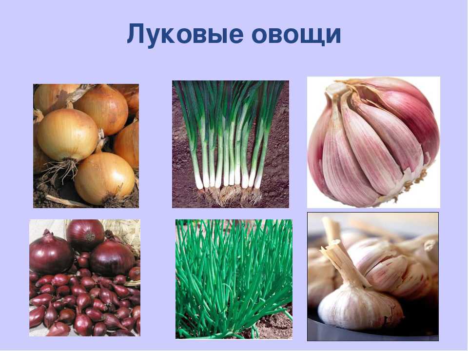 Многолетний лук: выращивание и уход (фото), на зелень – сорта, как подготовить к зиме
