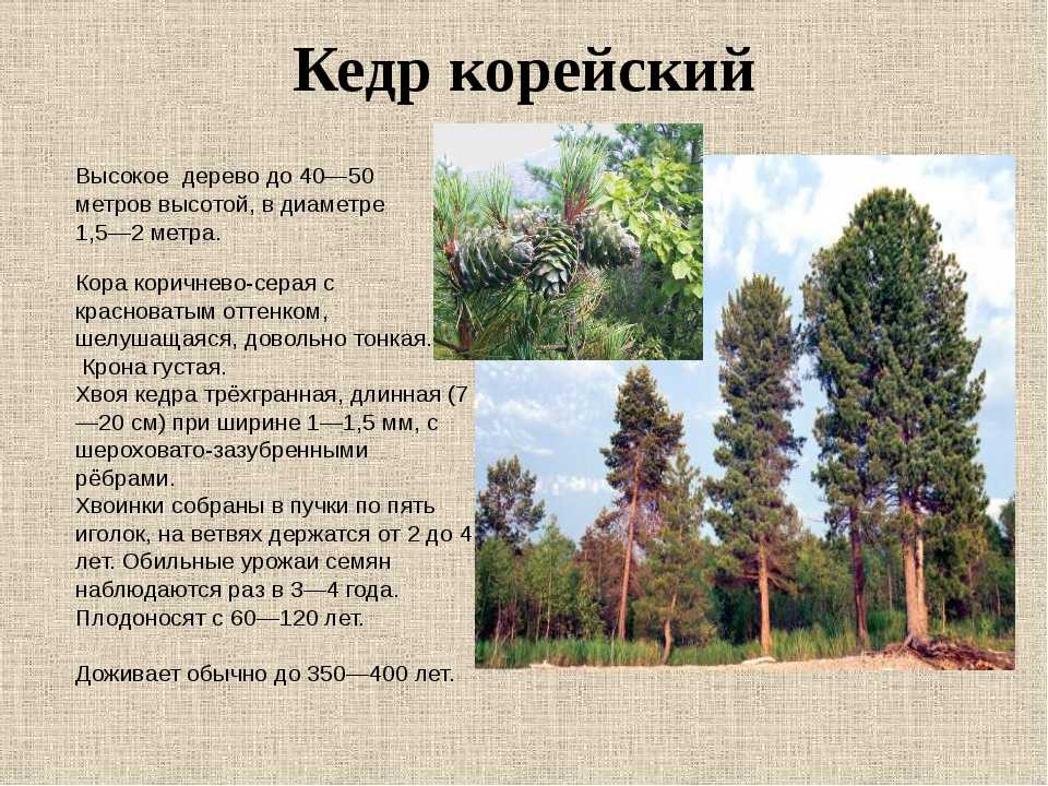 Дерево бук: характеристики, применение, виды, посадка, размножение