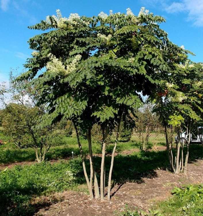 Аралия маньчжурская: дерево с уникальными лечебными свойствами | огородники