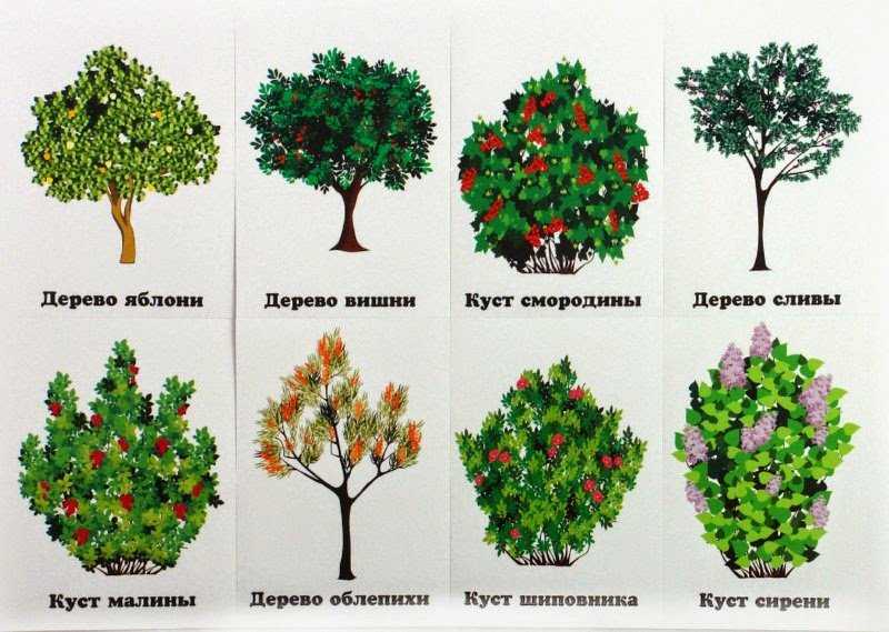 Декоративные деревья