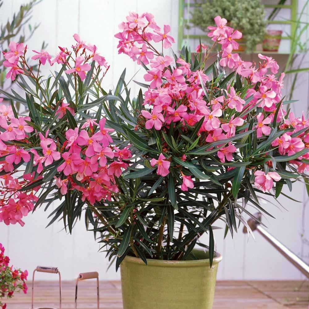 Удивительный  цветок обыкновенного олеандра:  уход и выращивание в домашних условиях и открытом грунте