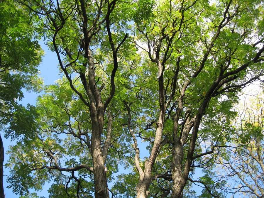 Дерево бундук двудомный: врыащивание из семян.