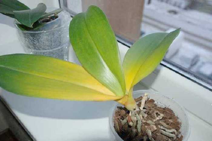 Почему у орхидеи фаленопсис вянут листья: причины их появления