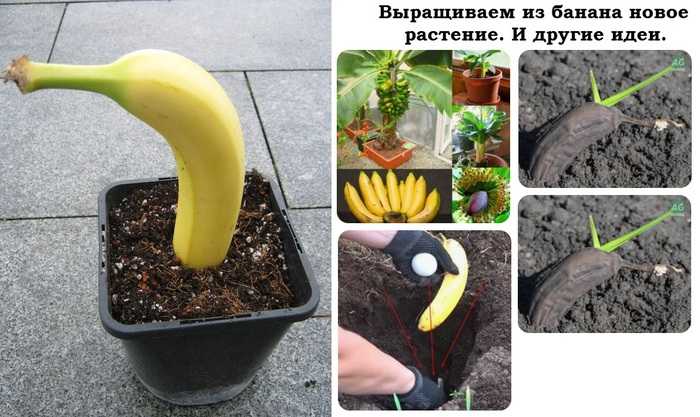 Вырастить банан из покупного банана. Росток банана из косточки. Банан из семян в домашних. Банановое дерево из семян. Как посадить банан.