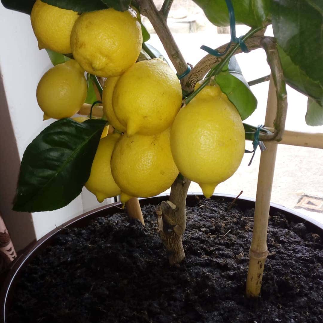 Комнатный лимон: уход в домашних условиях, как вырастить, таблицы