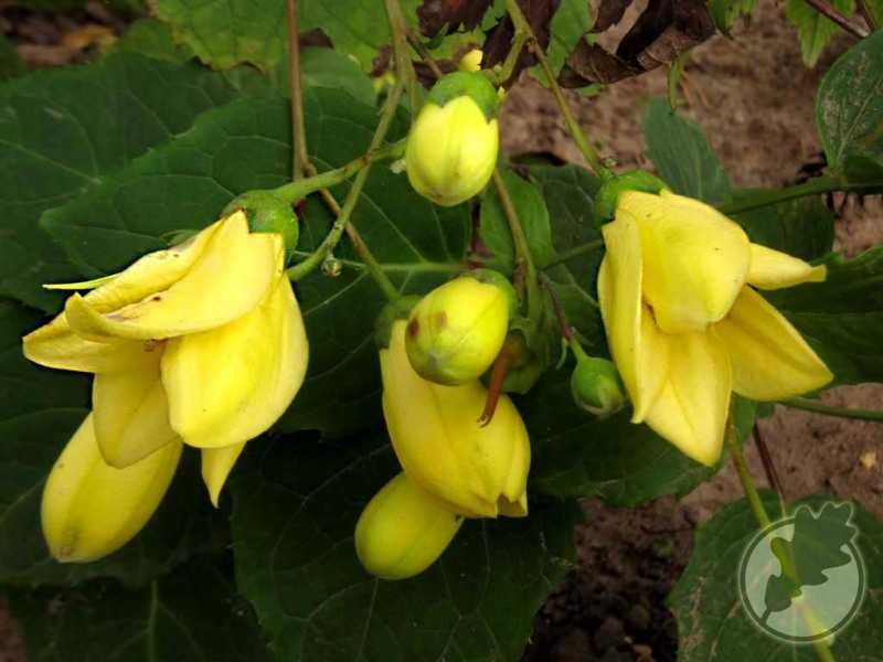 Рейнутрия японская – растение, которого в великобритании боятся как чумы | esoreiter