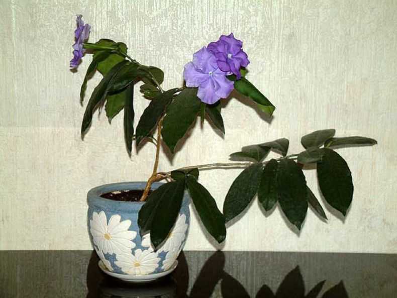 Брунфельсия фото растения, уход в домашних условиях за цветком, размножение и болезни
