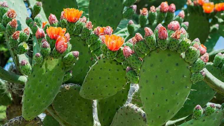 Растение опунция и другие садовые кактусы