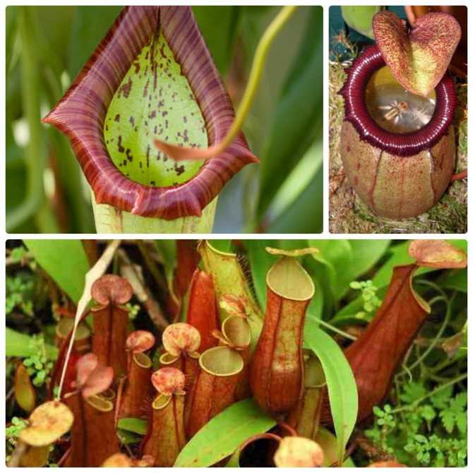 Скабиоза: сорта и виды необузданных диких цветов