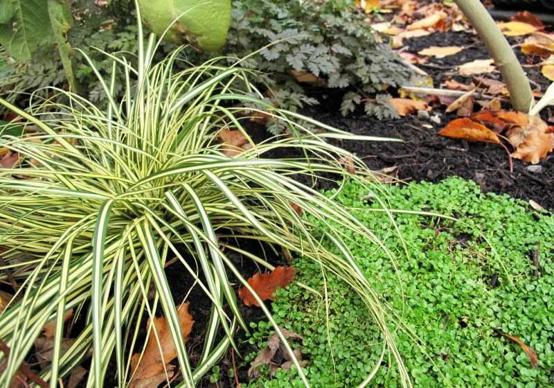 Культурная осока — привычное растение садового ландшафта, многообразие видов и варианты их использования, как ухаживать за растением - 15 фото
