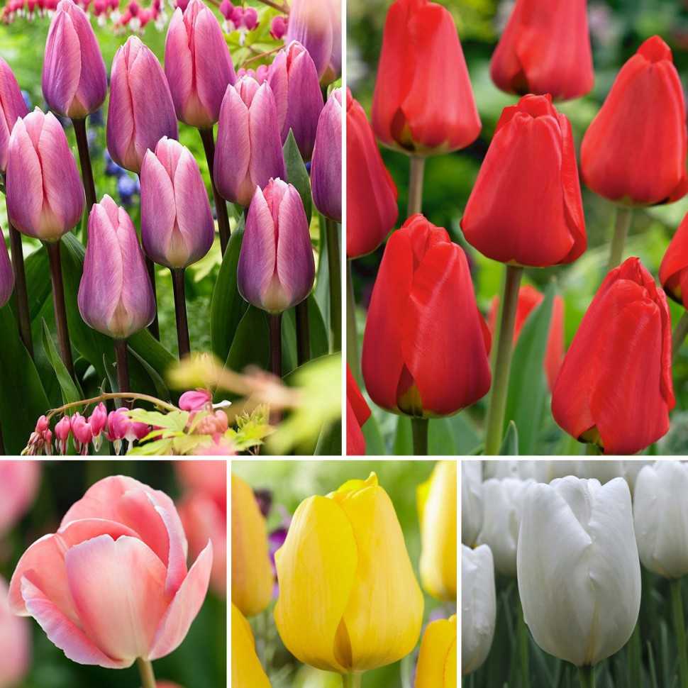 Тюльпаны махровые: ранние и поздние сорта, фото с названиями :: syl.ru
