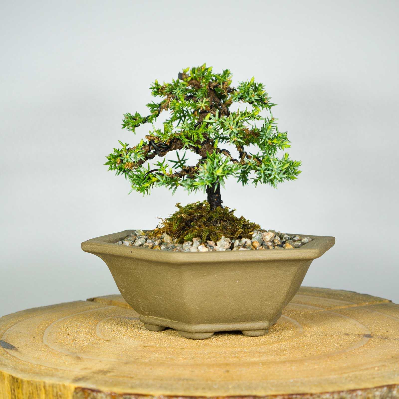 Бонсай сосна – искусство уникальных деревьев