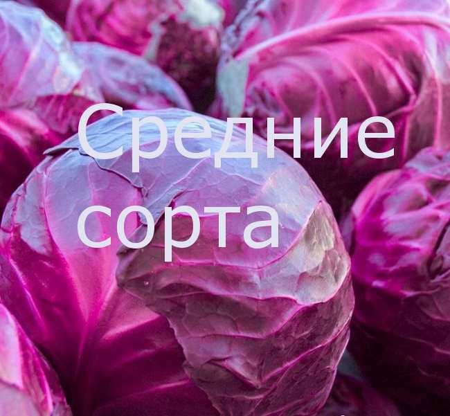 ᐉ лучшие сорта краснокочанной капусты: обзор и фото - zooon.ru