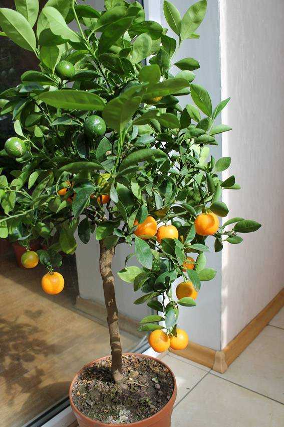 Декоративный мандарин уход в домашних условиях