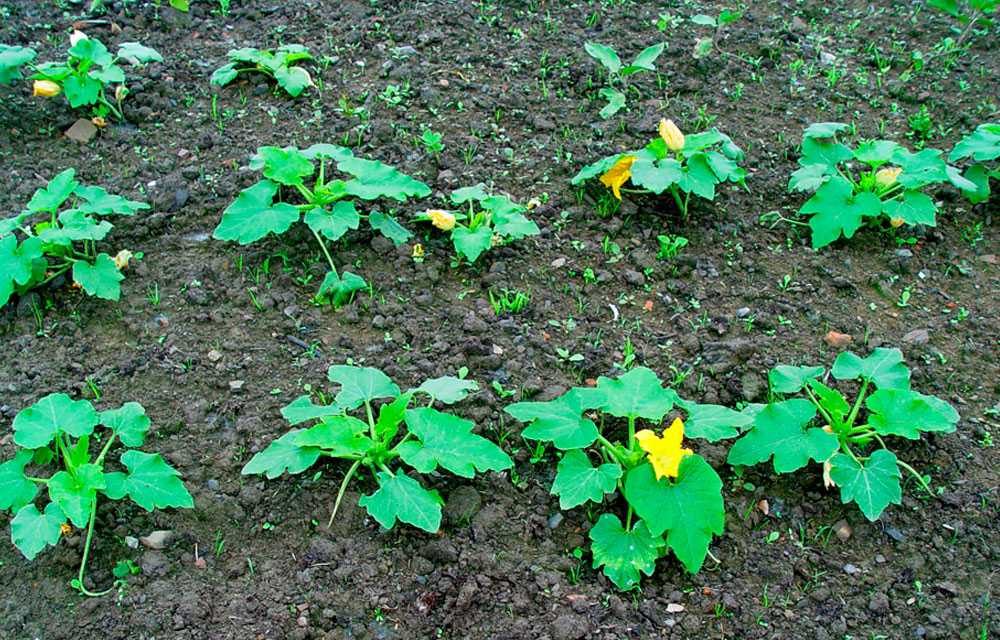 Как выращивать патиссоны в открытом грунте