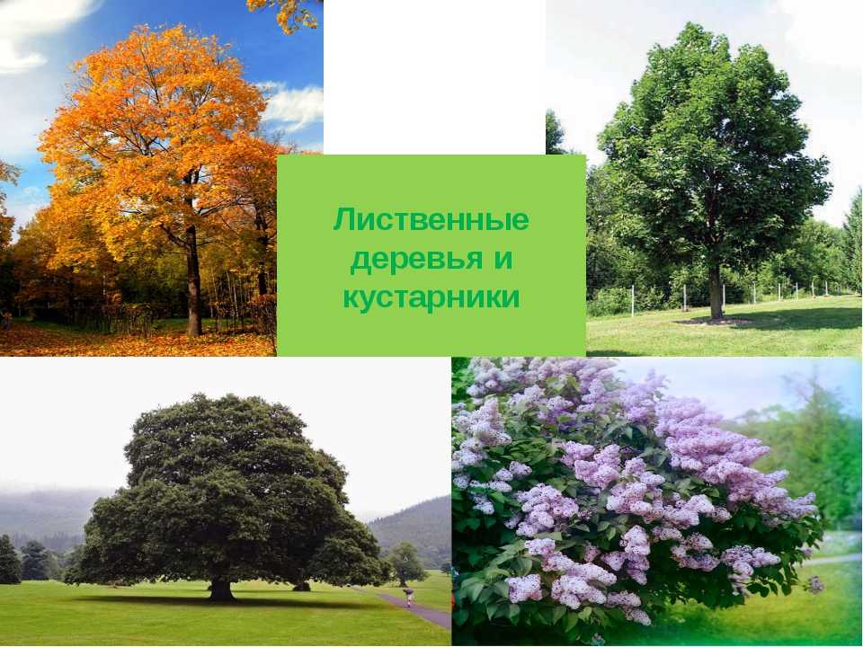 Красный дуб: характеристика и описание дерева. желуди, цветки