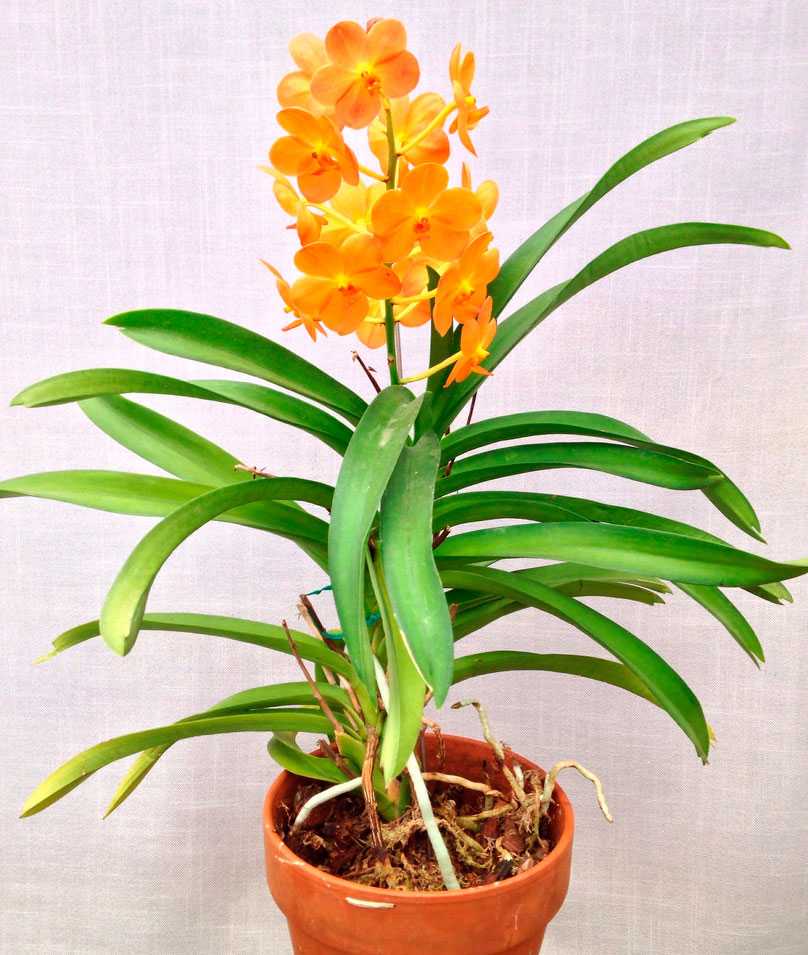 Орхидея аскоцентрум: уход, выращивание, особенности