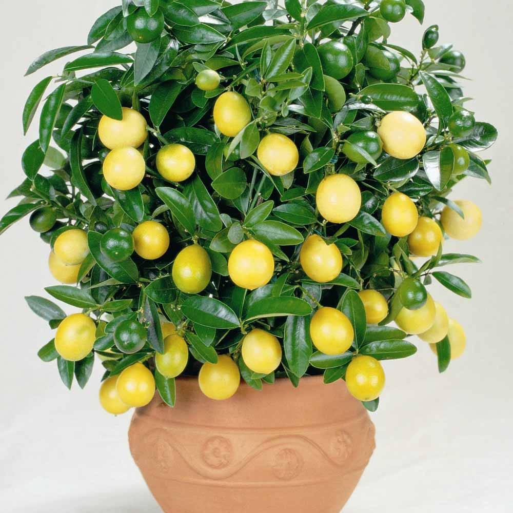 Комнатный лимон — правила выращивания — floraprice.ru