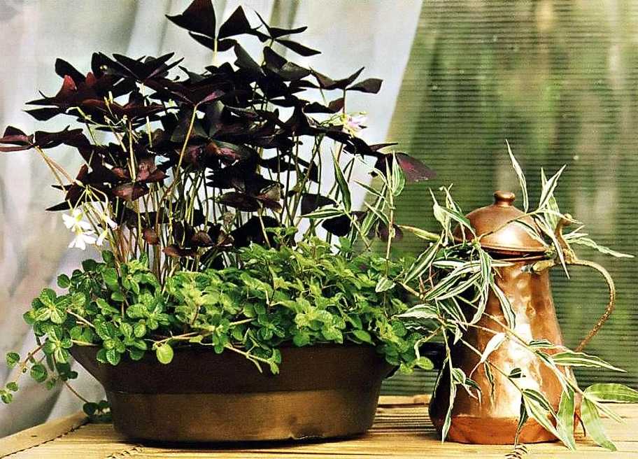 Уход в домашних условиях за оксалисом или кислицей: размножение листом, как пересадить, на какой почве растет, грунт для комнатного цветка, болезни и вредители