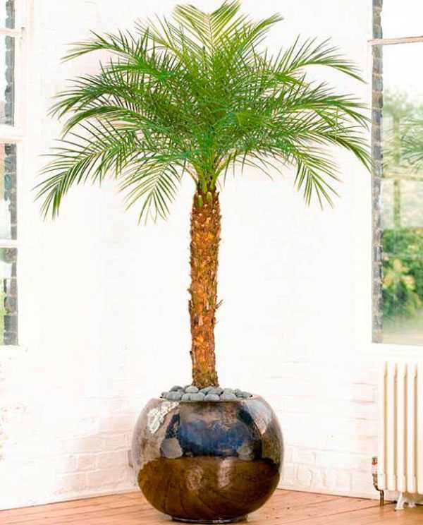 Выращивание финиковой пальмы в домашних условиях